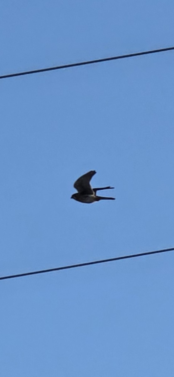 American Kestrel - ML647251420