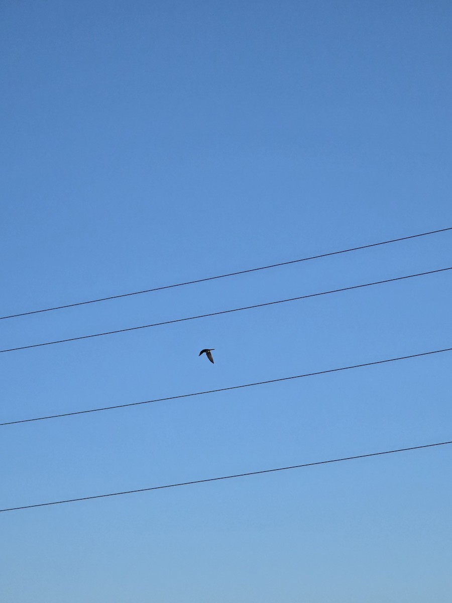 American Kestrel - ML647251424