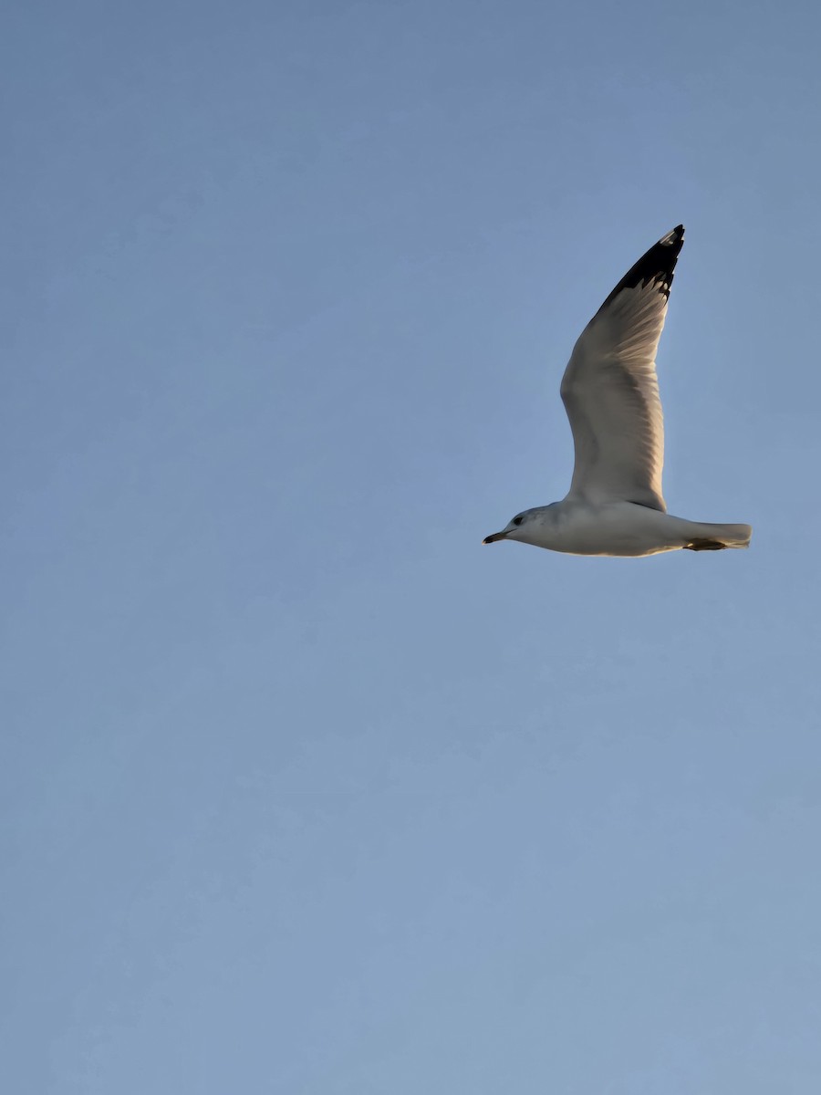 Ring-billed Gull - ML647251456