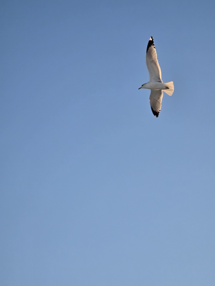 Ring-billed Gull - ML647251457