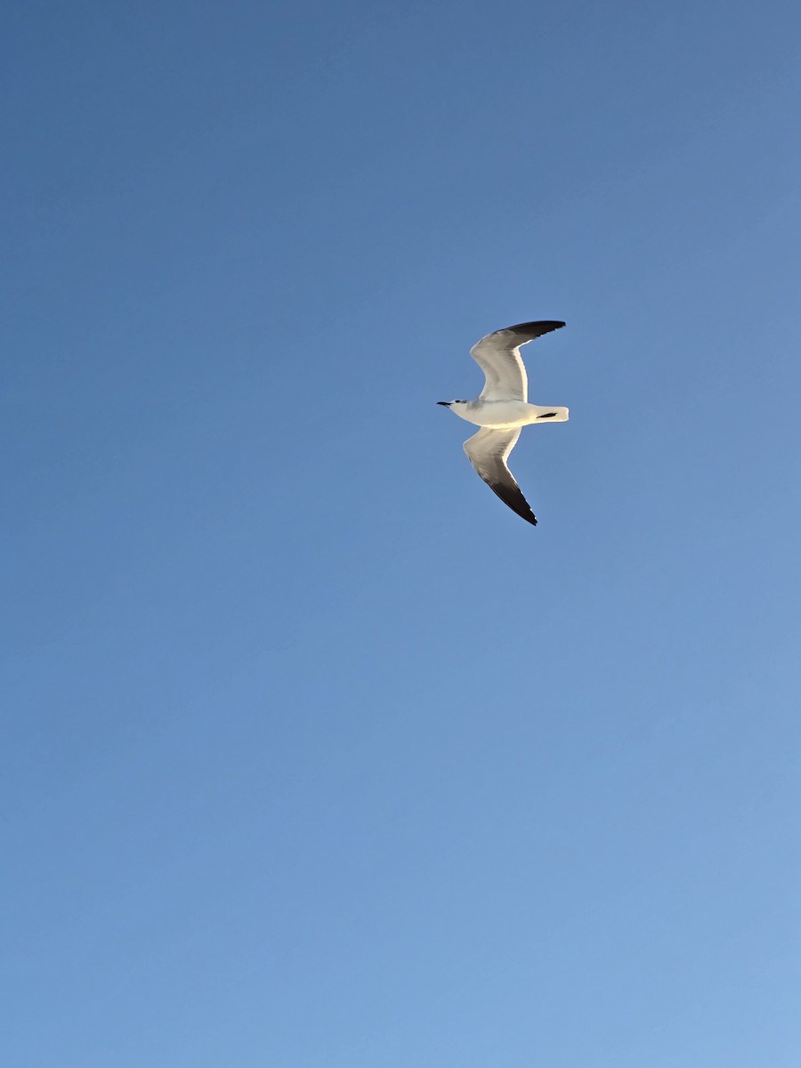 Laughing Gull - ML647251463
