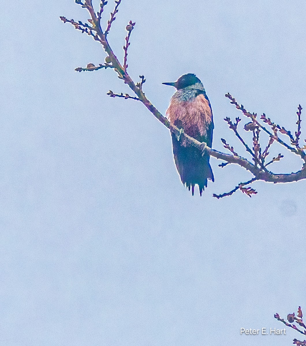 Blutgesichtspecht - ML647251469