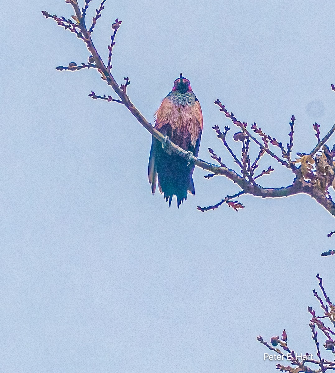 Blutgesichtspecht - ML647251485