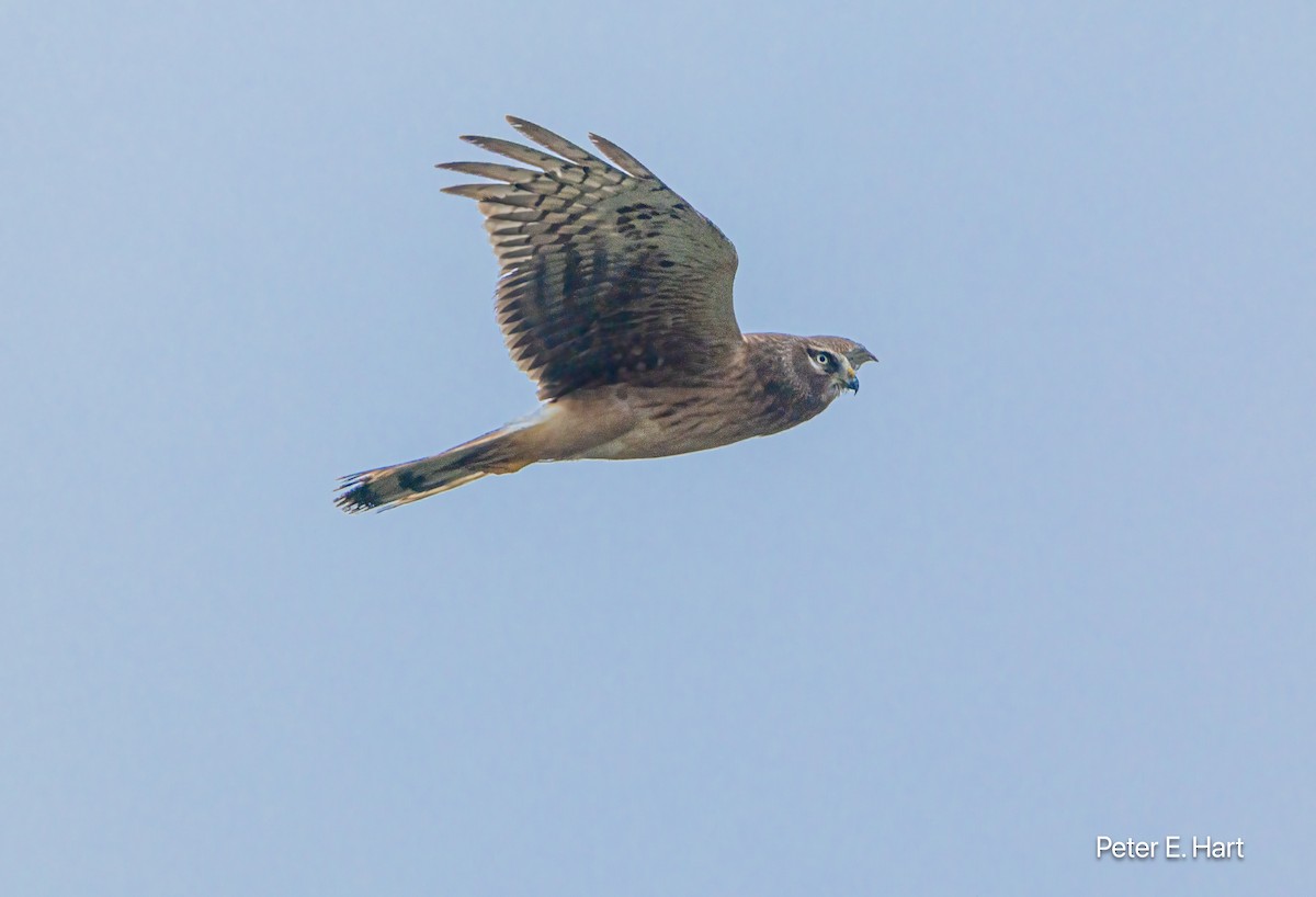 moták severoamerický - ML647251506