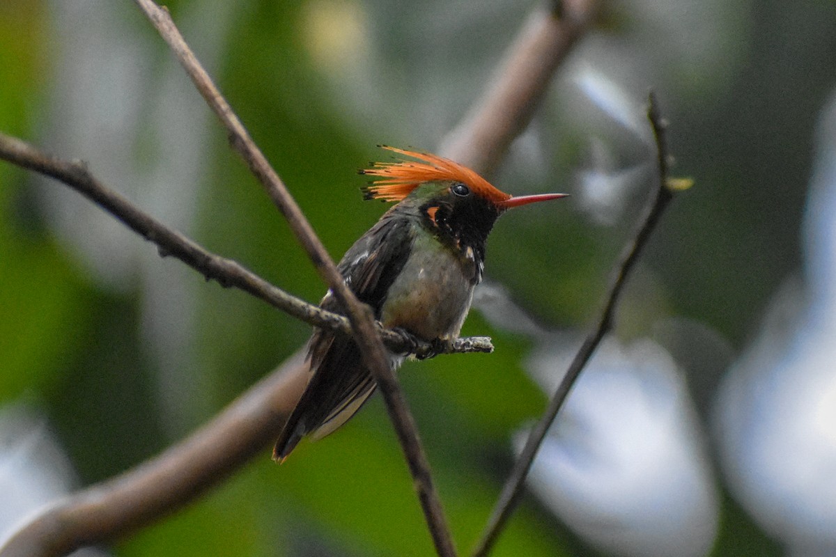 チャカザリハチドリ - ML647251508