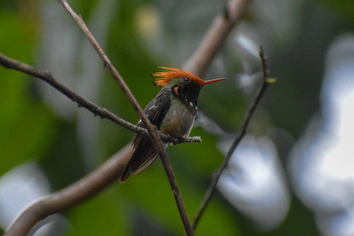 チャカザリハチドリ - ML647251511