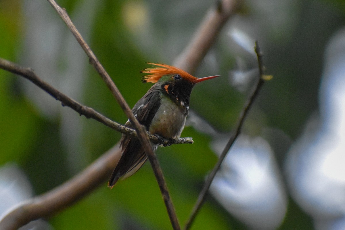 チャカザリハチドリ - ML647251513