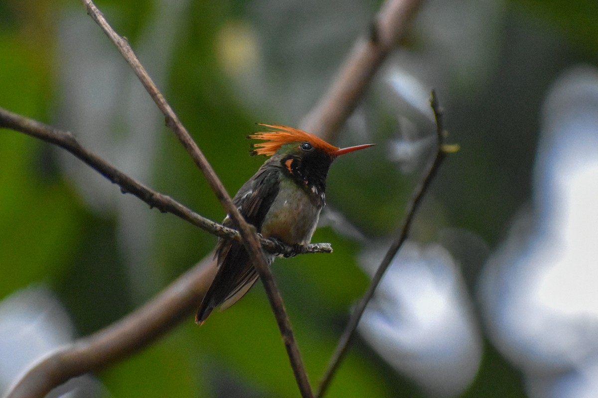 チャカザリハチドリ - ML647251517