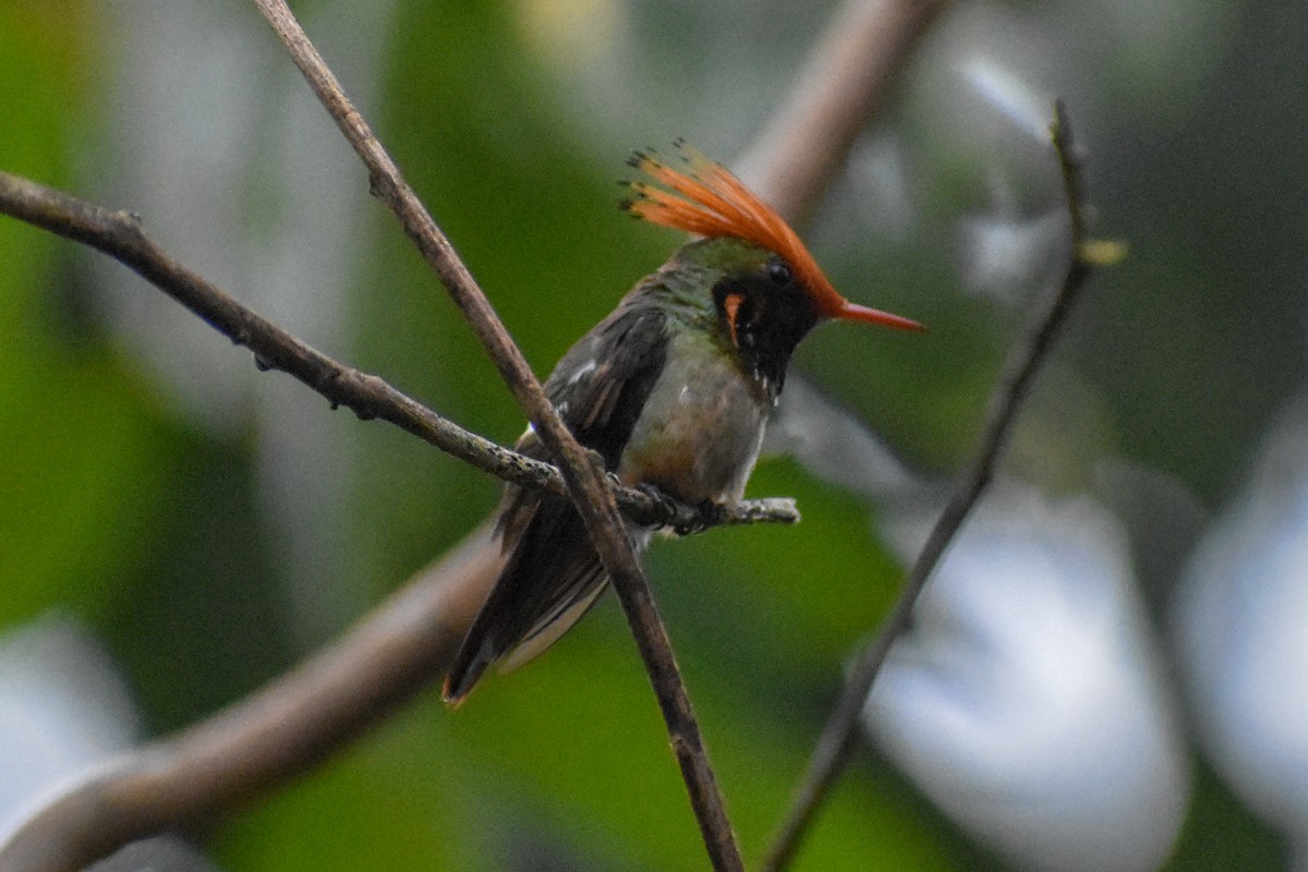 チャカザリハチドリ - ML647251519