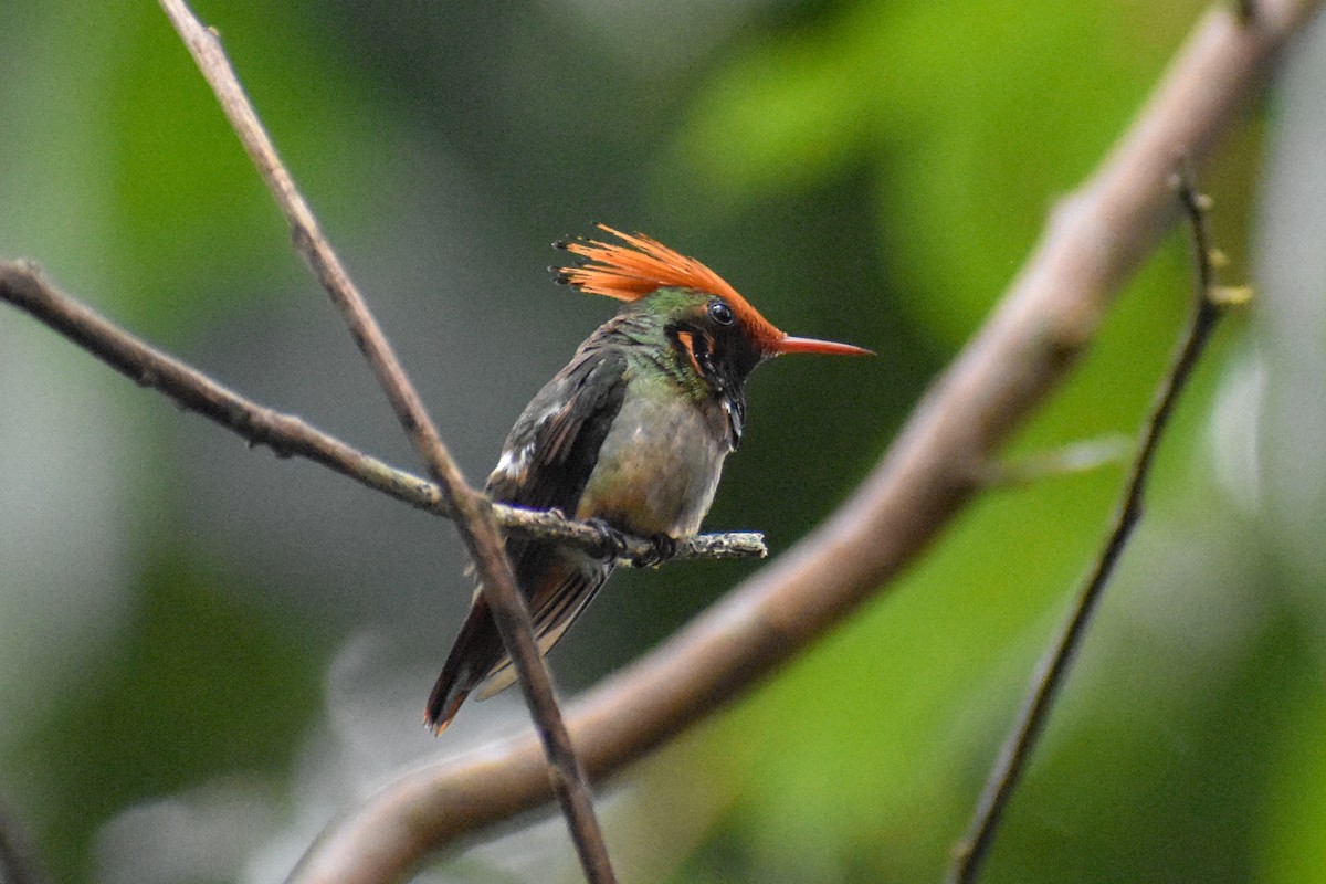 チャカザリハチドリ - ML647251521