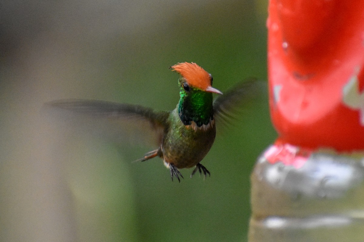 チャカザリハチドリ - ML647251528