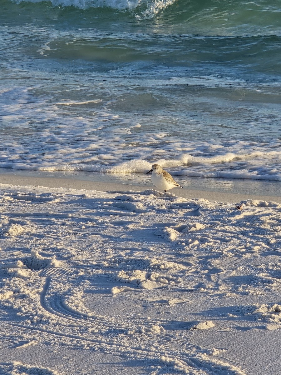 Sanderling - ML647251541