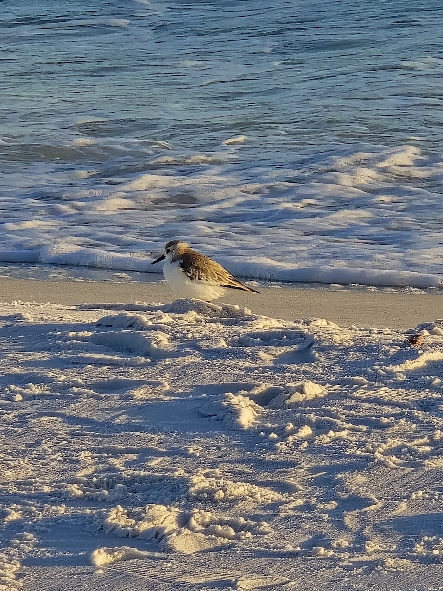 Sanderling - ML647251542