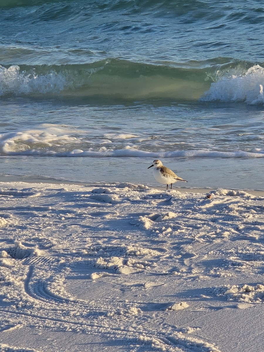 Sanderling - ML647251543