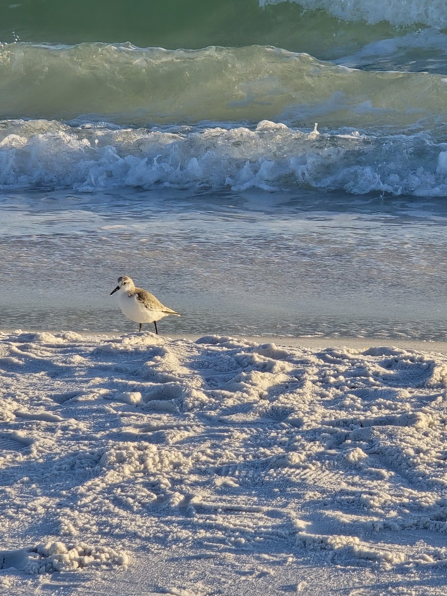 Sanderling - ML647251544