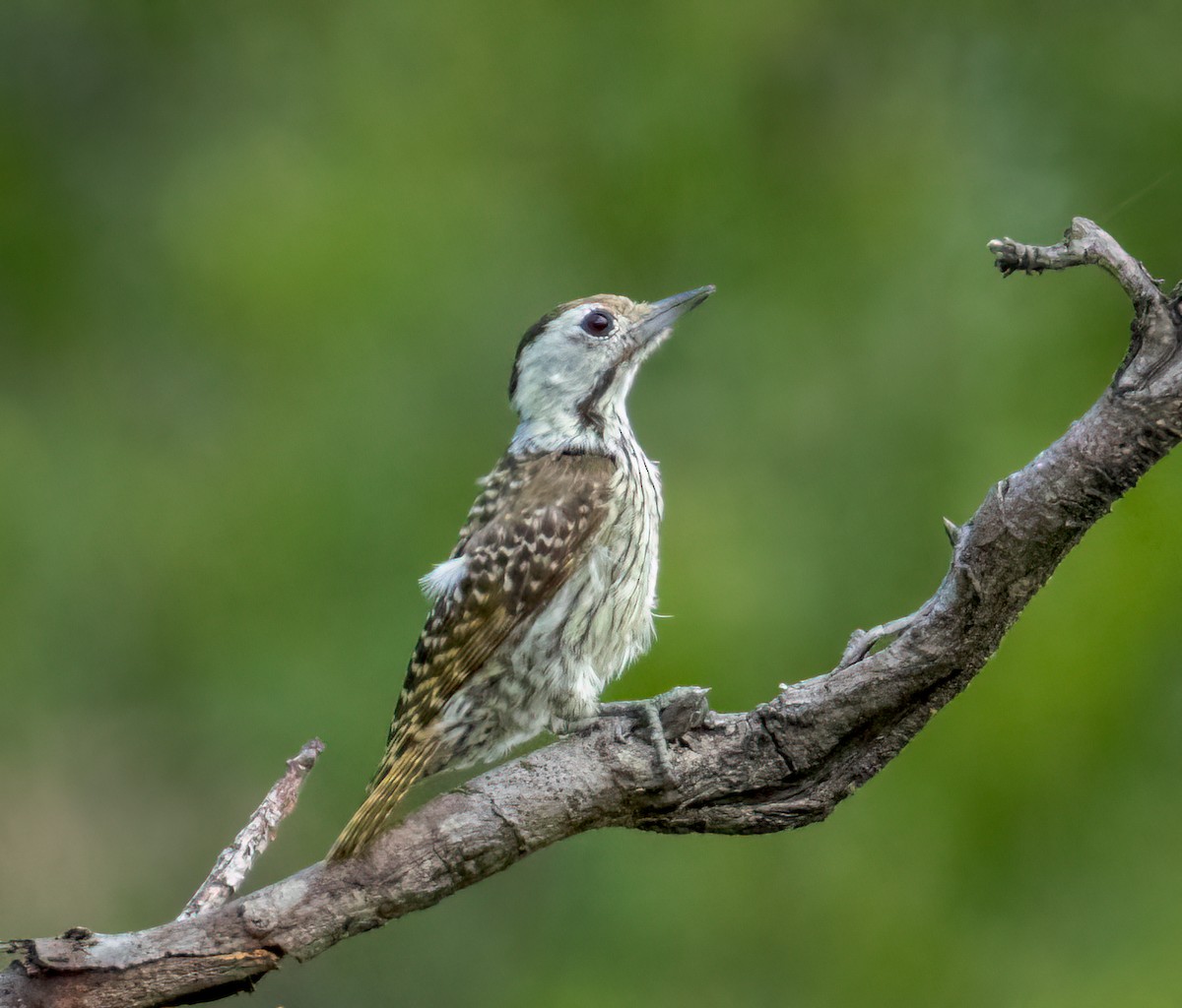 Pito Cardenal - ML647251546