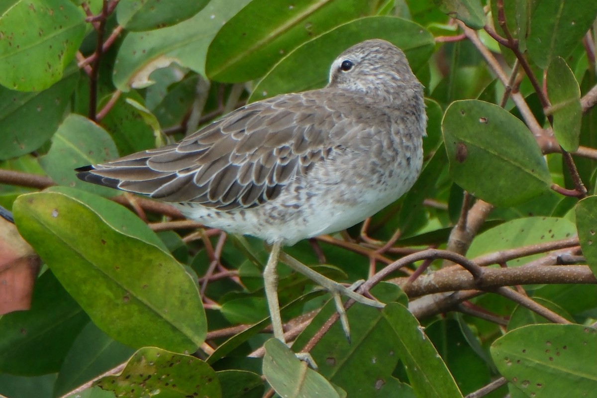 短嘴半蹼鷸/長嘴半蹼鷸 - ML647251555