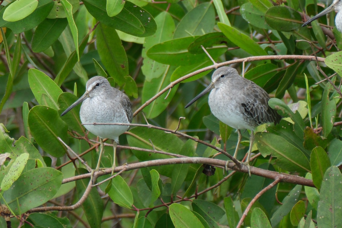 短嘴半蹼鷸/長嘴半蹼鷸 - ML647251556