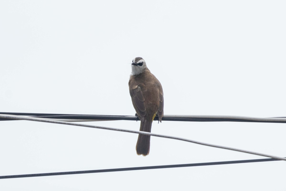 Yellow-vented Bulbul (Sunda) - ML647251557
