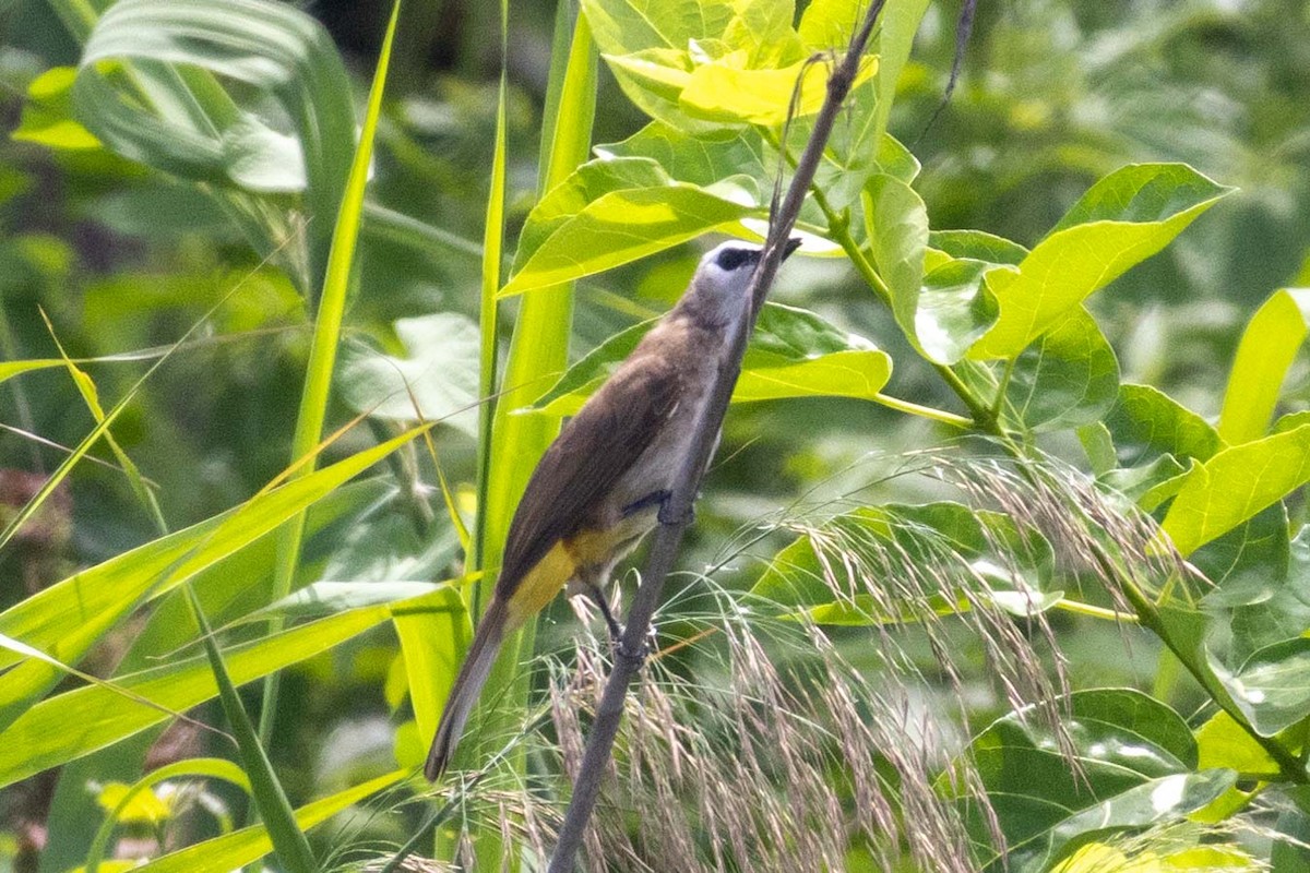 Yellow-vented Bulbul (Sunda) - ML647251558