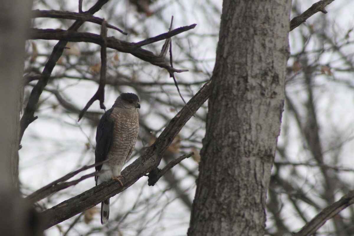 Cooper's Hawk - ML647251559