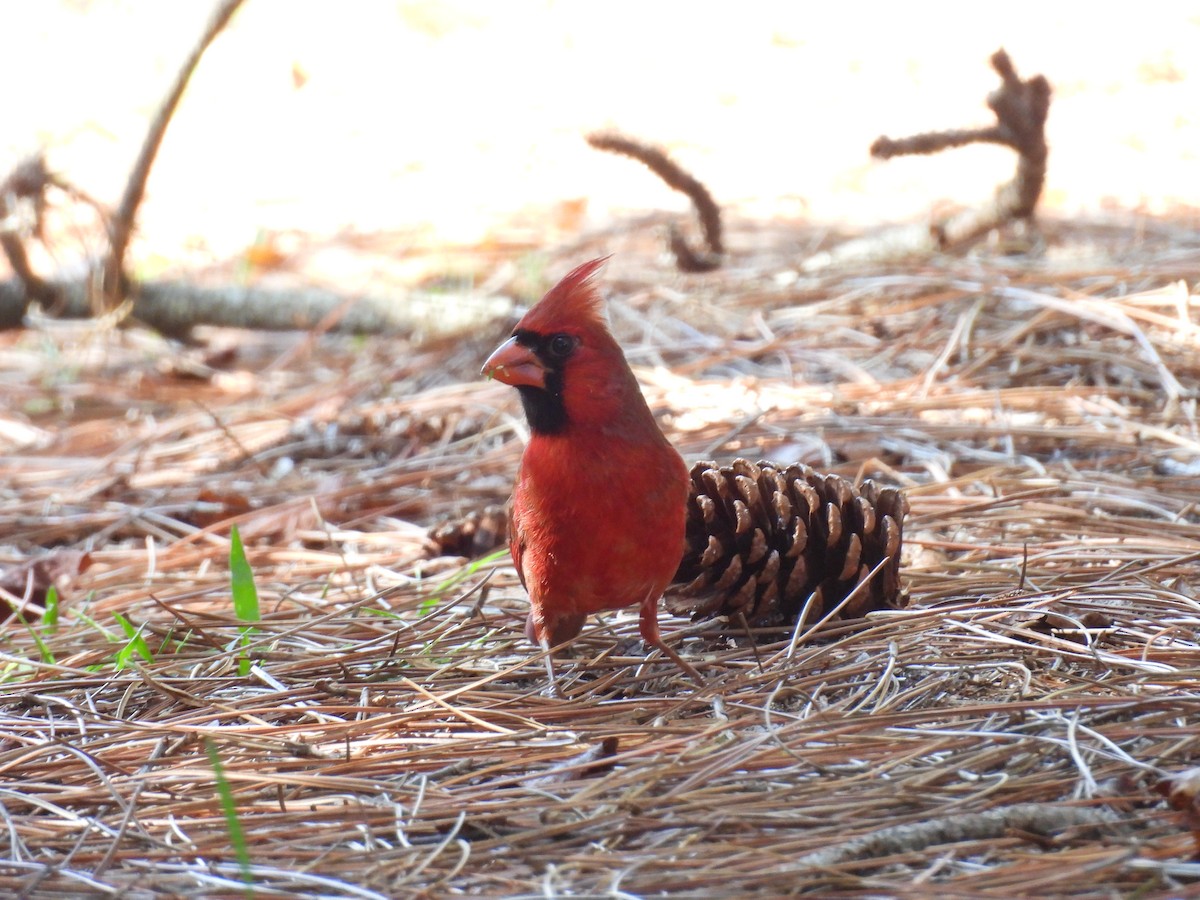 Northern Cardinal - ML647251562