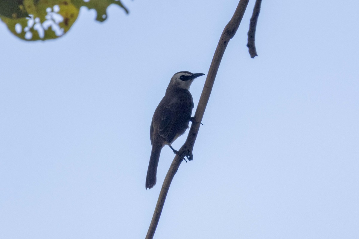 Yellow-vented Bulbul (Sunda) - ML647251564