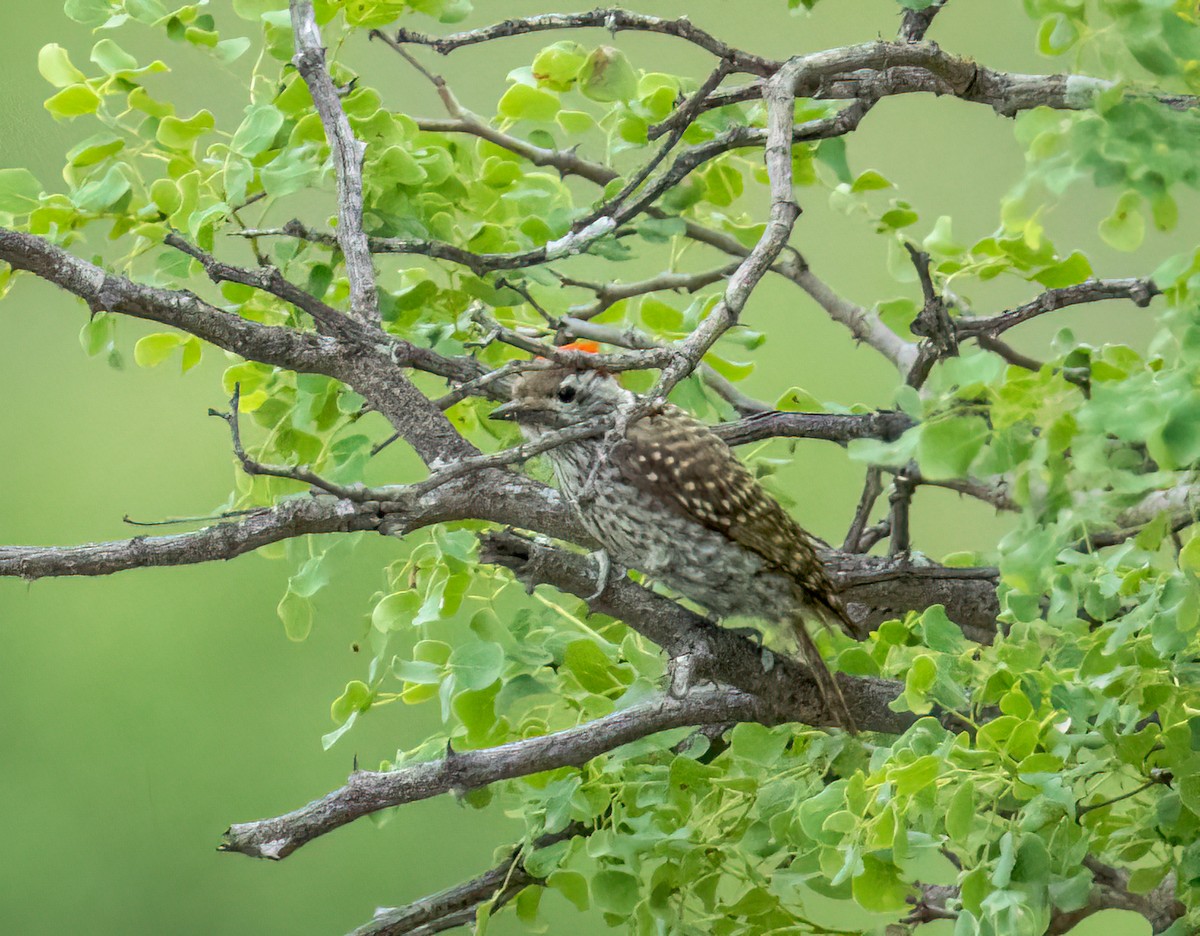 Pito Cardenal - ML647251565