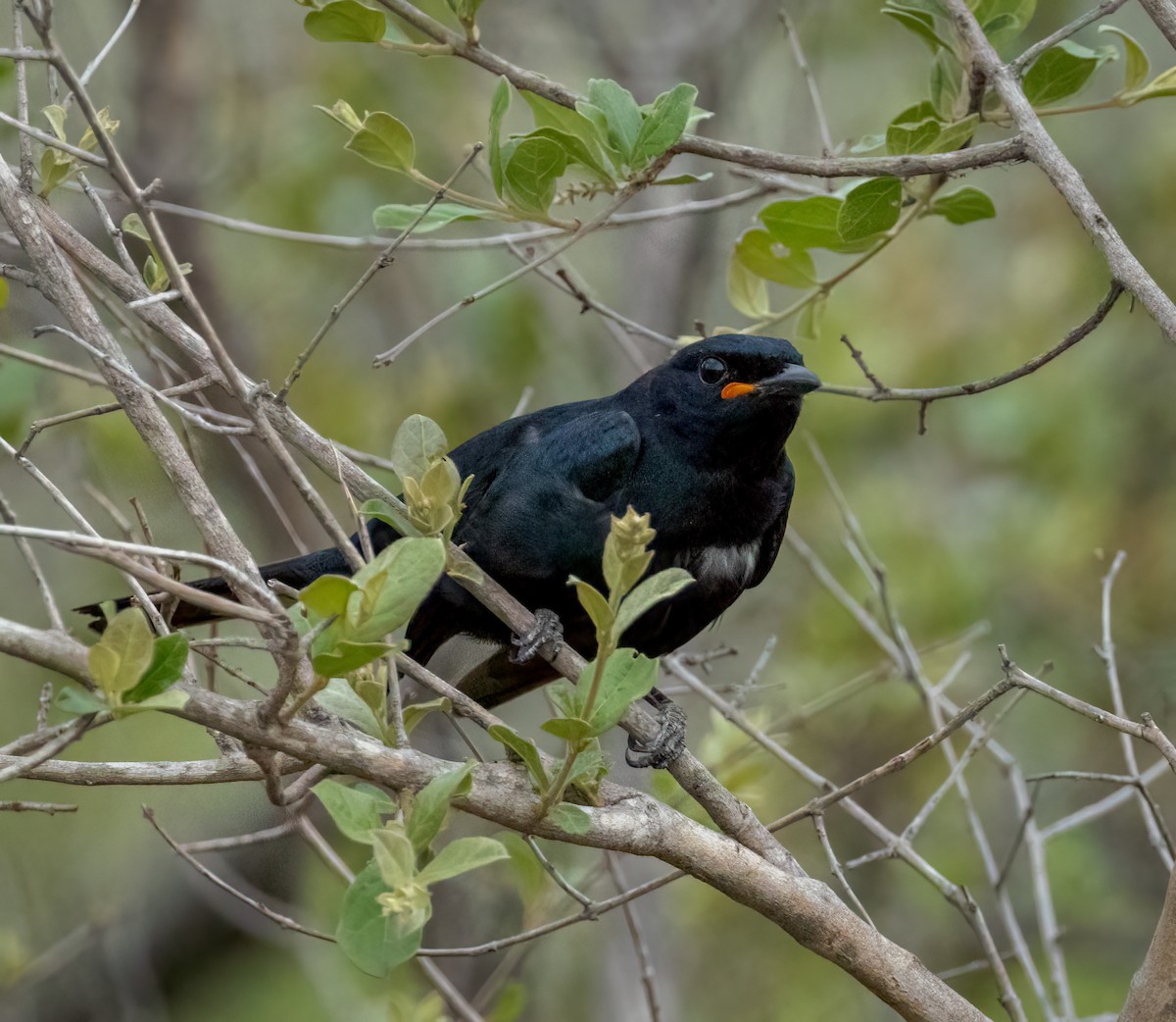 Black Cuckooshrike - ML647251570
