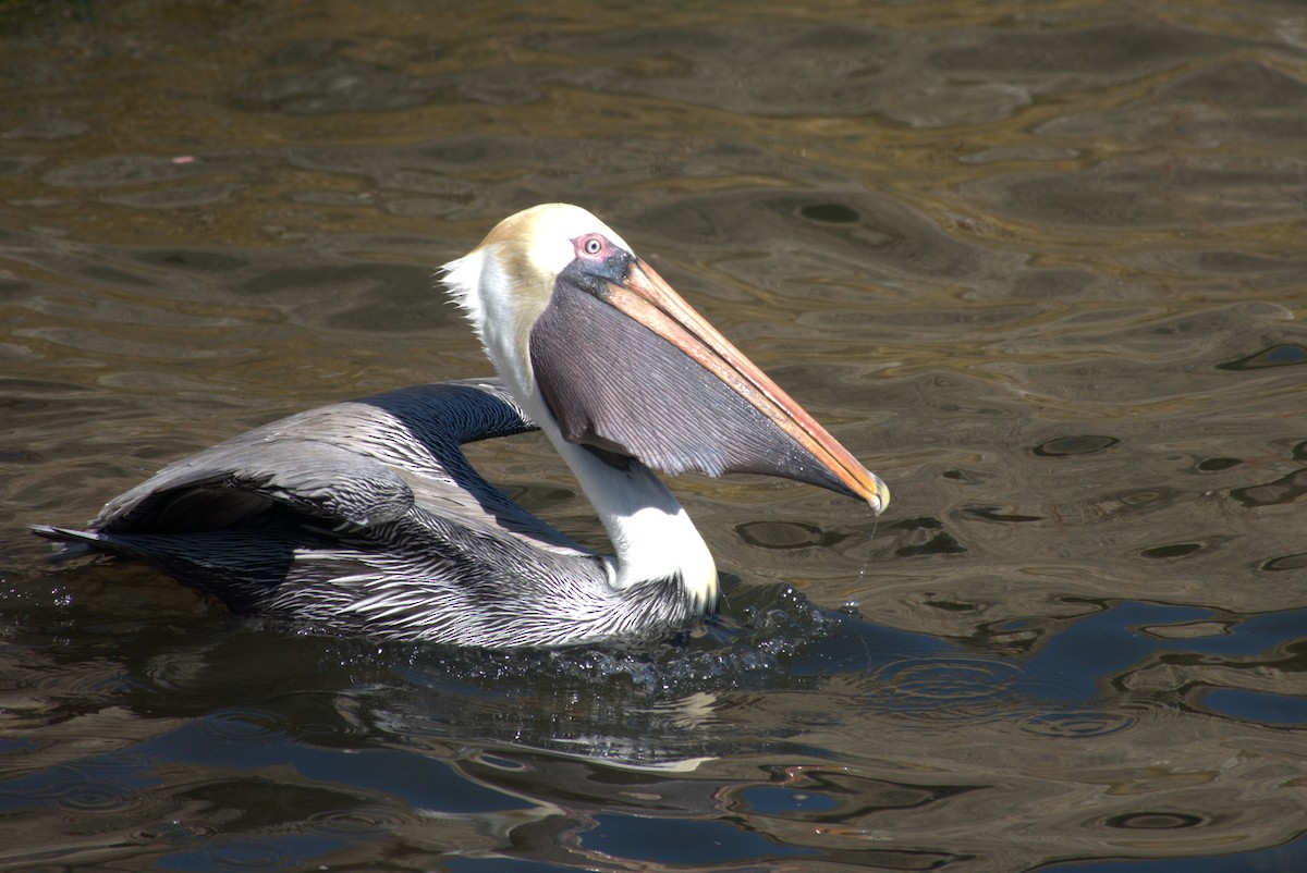 Brown Pelican - ML647251588