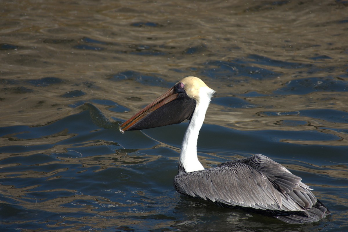 Brown Pelican - ML647251589