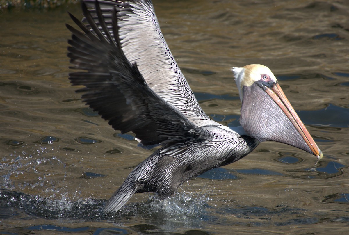 Brown Pelican - ML647251590