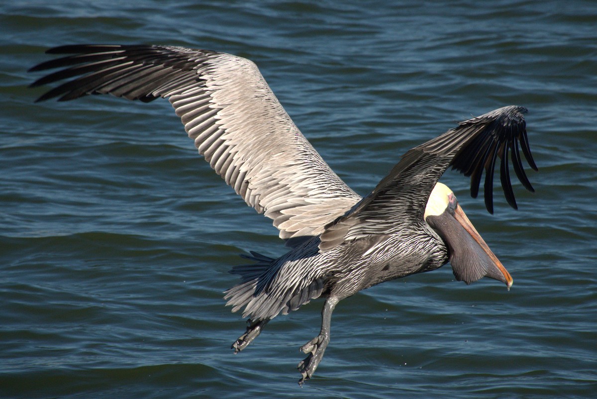 Brown Pelican - ML647251591