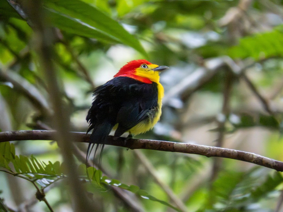 Wire-tailed Manakin - ML647251596