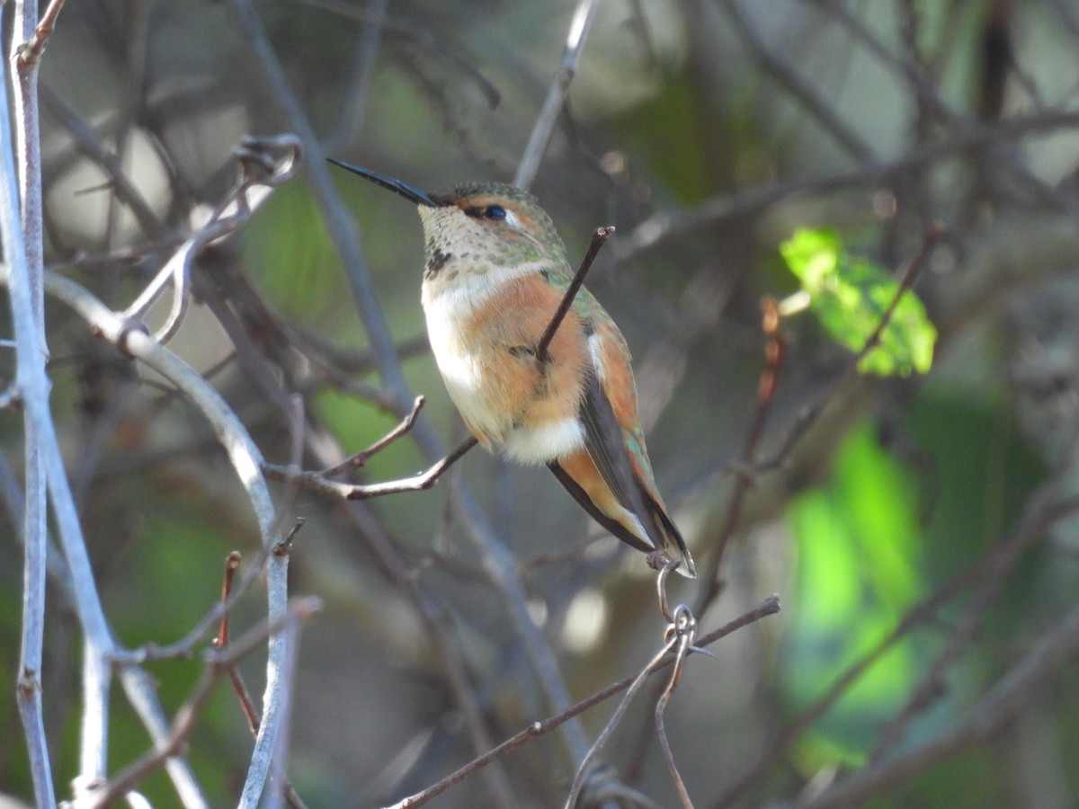 Rufous Hummingbird - ML647251598