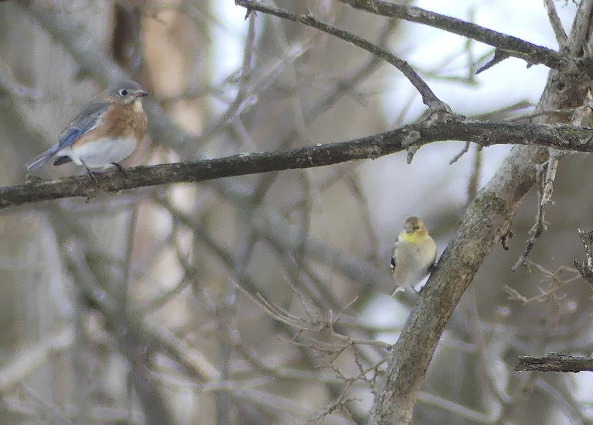 American Goldfinch - ML647251599