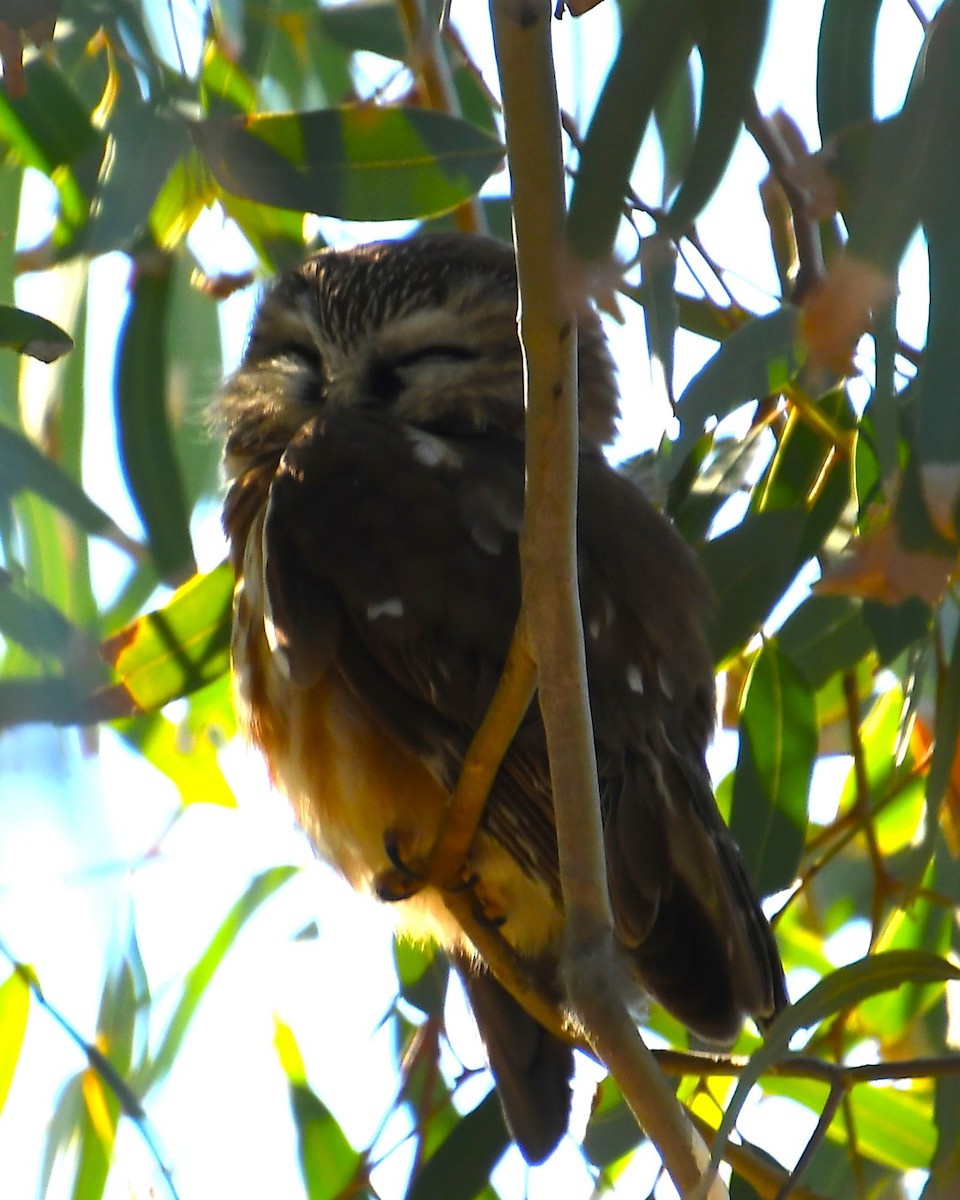 Northern Saw-whet Owl - ML647251600