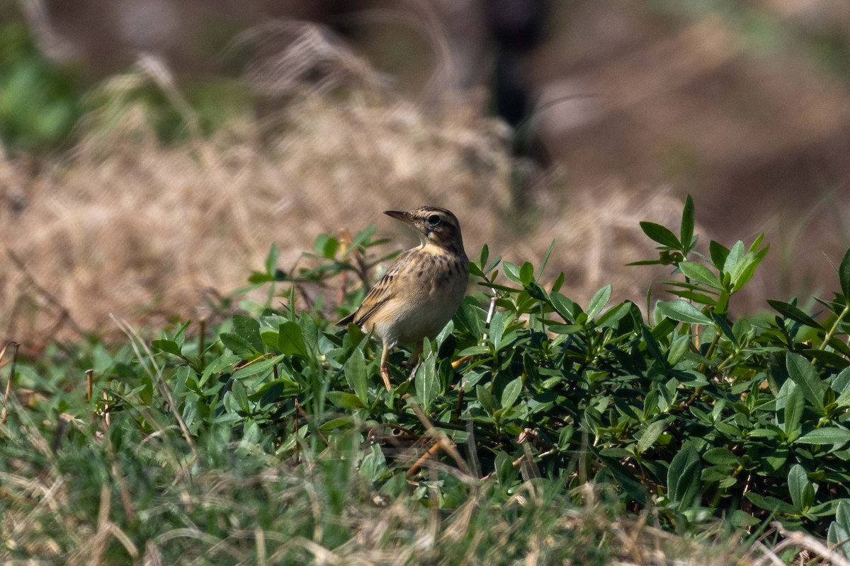 Paddyfield Pipit - ML647251601