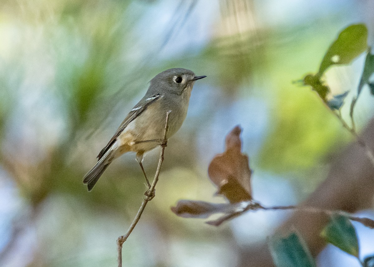 Ruby-crowned Kinglet - ML647251602