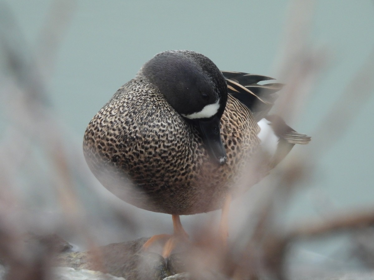 Blue-winged Teal - ML647251603