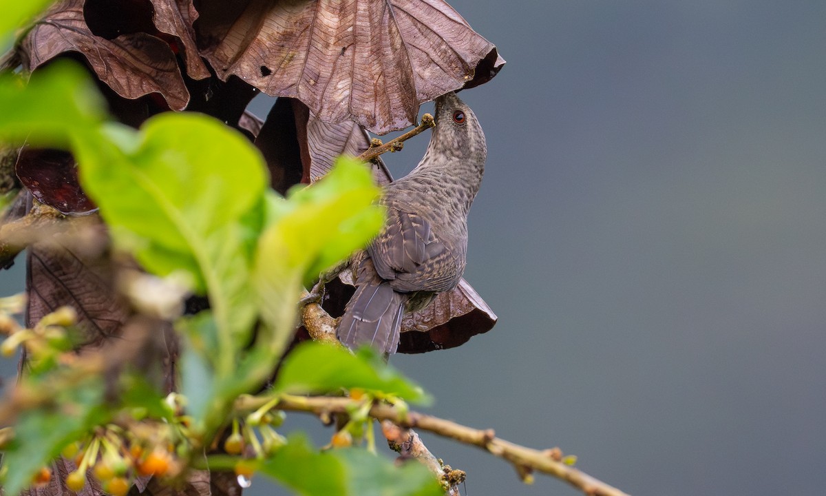 Thrush-like Wren - ML647251604