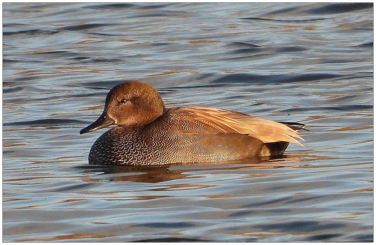 Gadwall - ML647251605