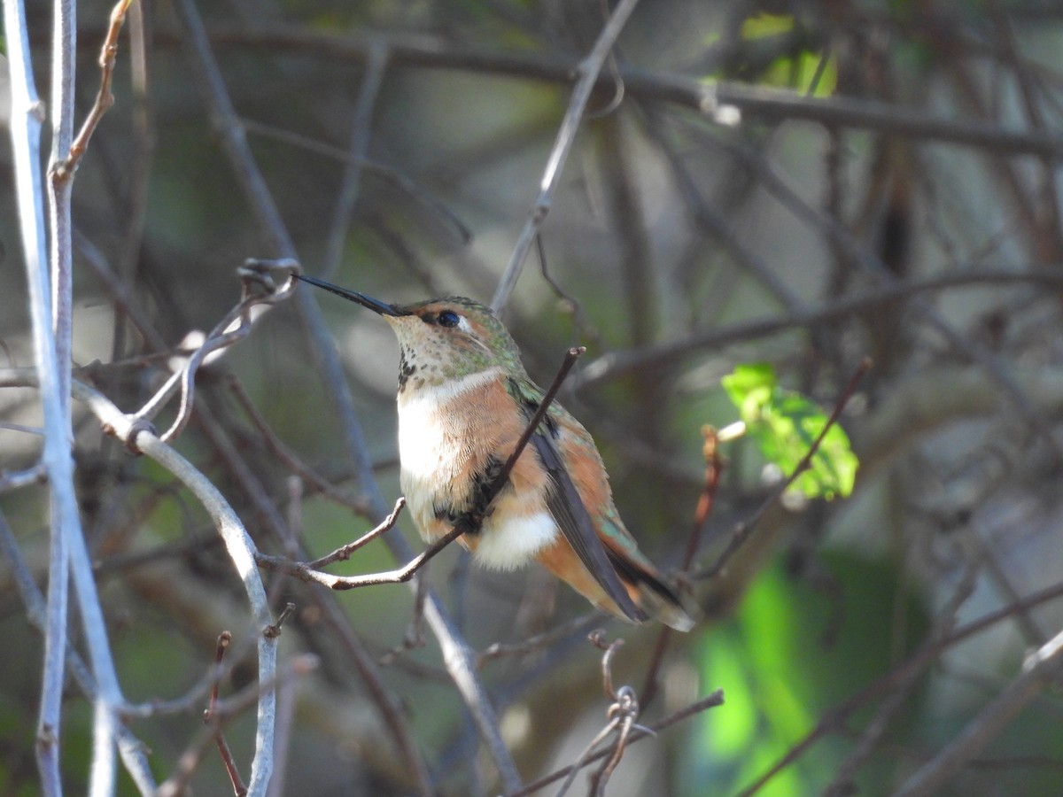 Rufous Hummingbird - ML647251606