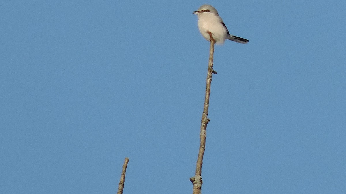 Northern Shrike - ML647251608