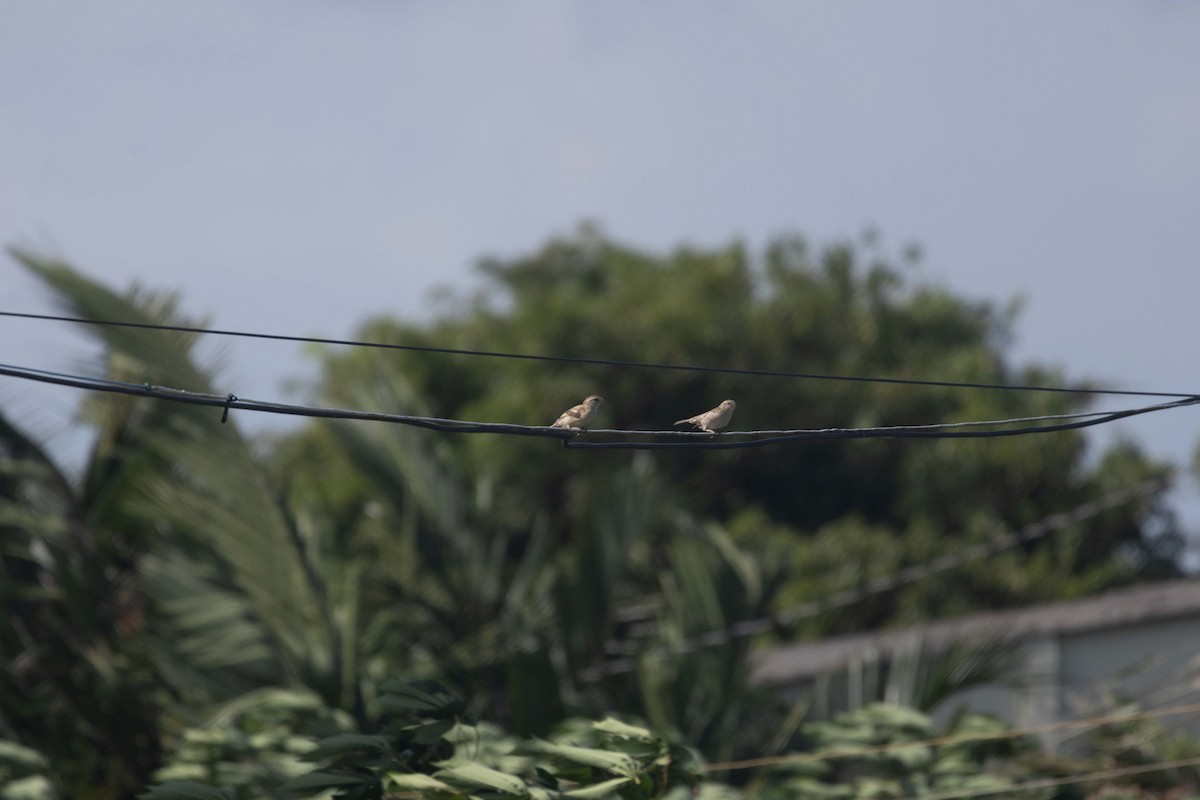 Eurasian Tree Sparrow - ML647251609