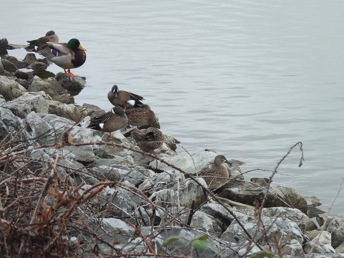 Blue-winged Teal - ML647251611