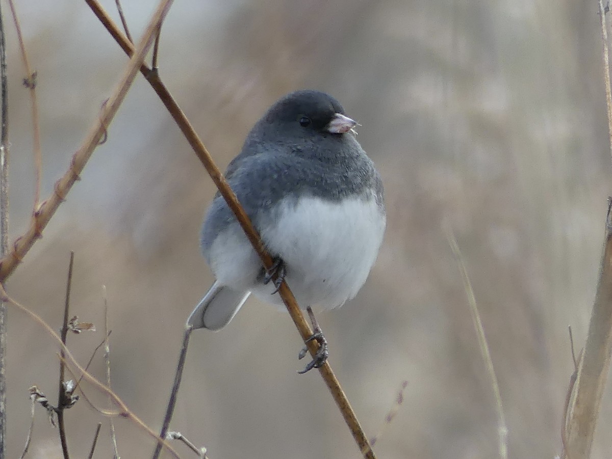 Dark-eyed Junco - ML647251612