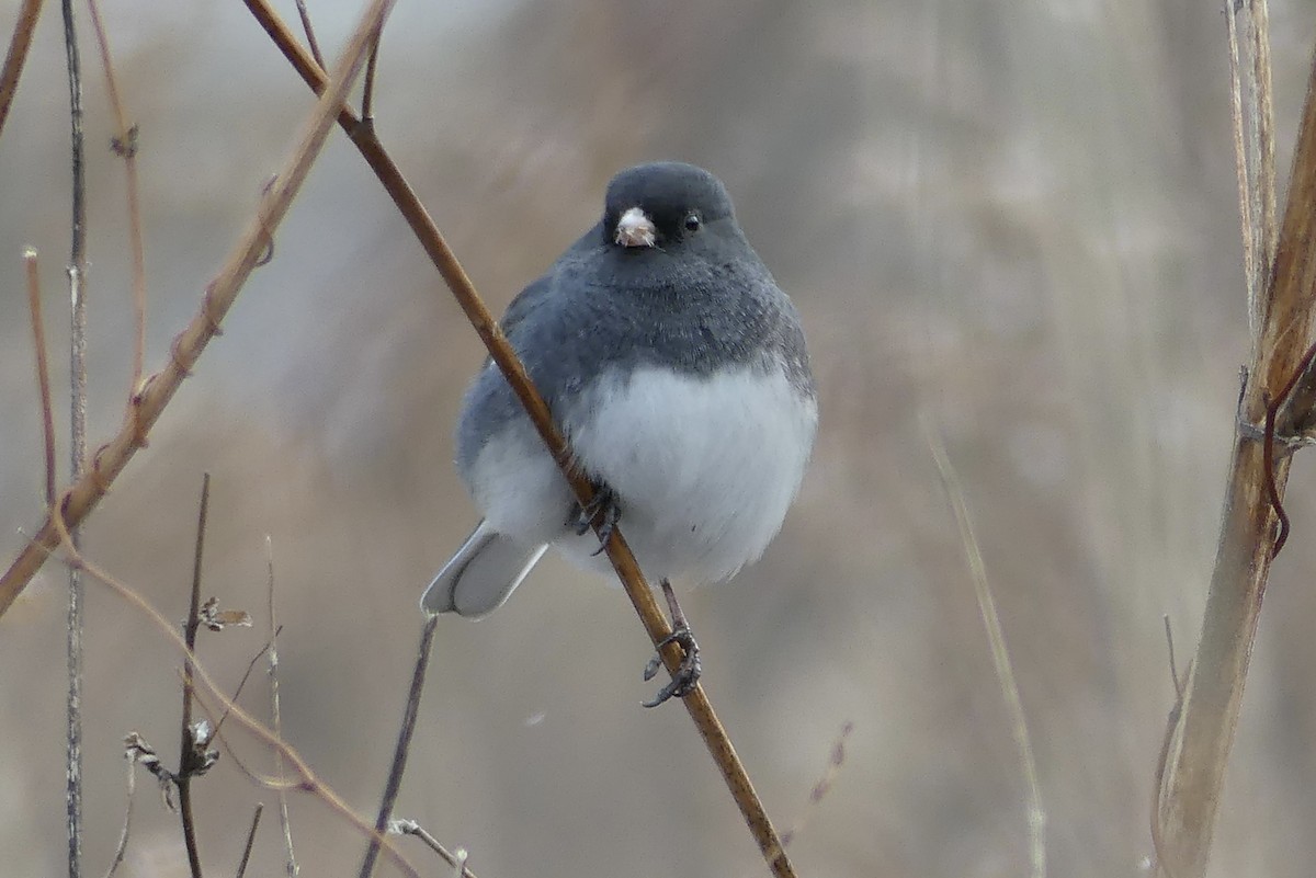 Dark-eyed Junco - ML647251613