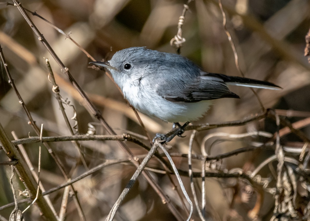 Blue-gray Gnatcatcher - ML647251614