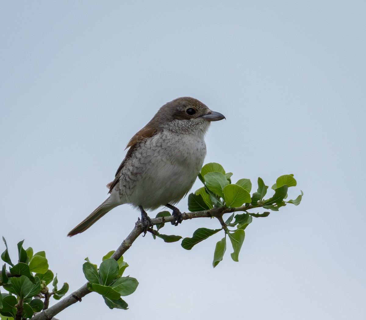 Red-backed Shrike - ML647251615